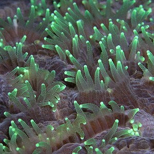 Hard Coral Polyps at Night