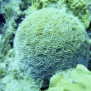 Brain Coral - Belize