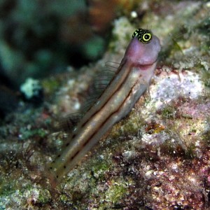 Perched Blenny
