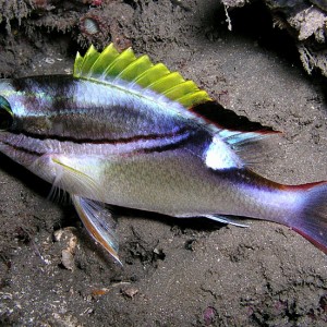 Two-lined Bream