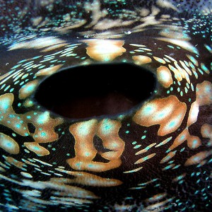 Giant Clam Siphon