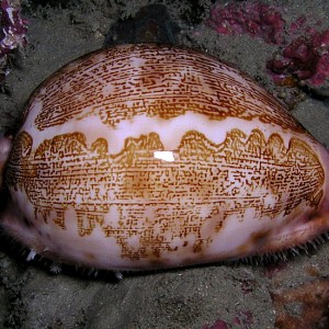 Map Cowrie