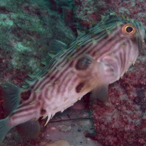 Burrfish - destin jetties