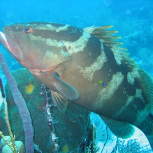 Nassau Grouper at cleaning station