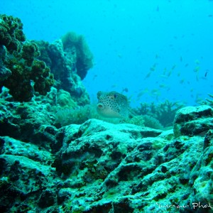 boxfish
