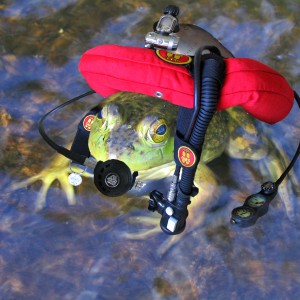 Frog stole my rig.