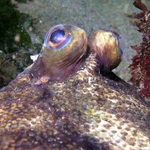 Flounder Eyes