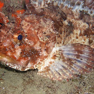 Scorpion Fish, Scorpaena porcus