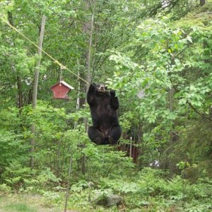 Bear trapeze