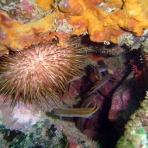 Sea Urchin & Blotch-tailed Trachinops