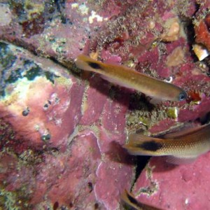 Blotch-tailed Trachinops  ( Southern Hulafish )