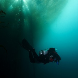 CALI68 Cruising Under the Kelp