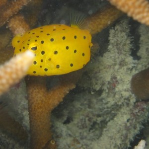 Hidden Yellow Boxfish