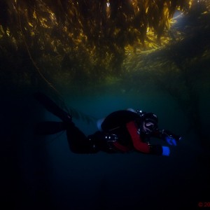 CALI68 Hangin' Under Kelp