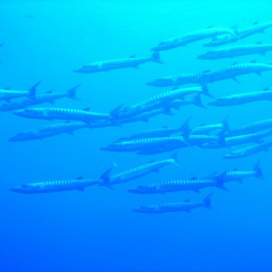 Barracuda at Ras Mohammed