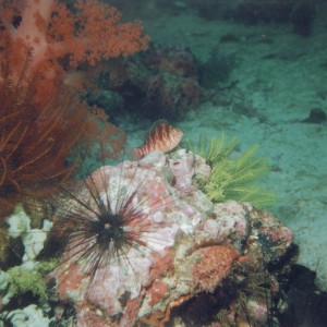 sea_urchin