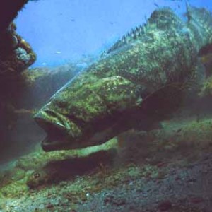 Goliath Grouper (Jewfish) - Jupiter, FL