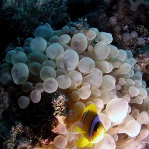 clownfish_and_anemone_near_Dunraven_29-8-05