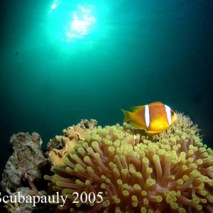 Clownfish_South_Lagoon_Tiran_1-09-05