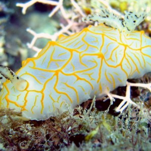 Striated Nudibranch