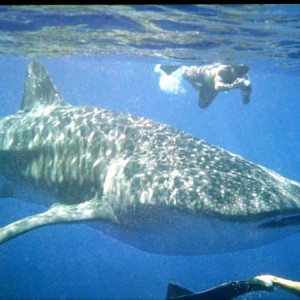 Whale Shark Christmas Eve 2004