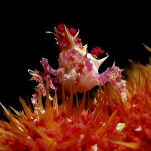 Soft Coral Crab Up Close