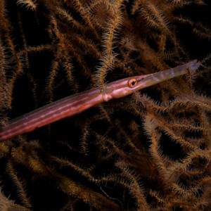 Trumpetfish in Night Colors