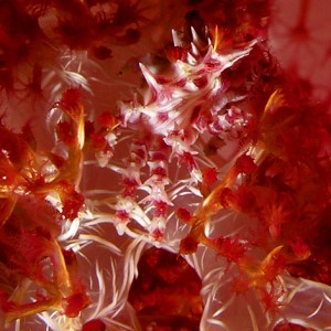Tiny Soft Coral Crab