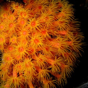 Nocturnal Cup Coral