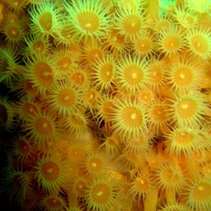 more Yellow zoanthids