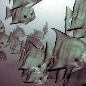 Spade fish above the Antilles