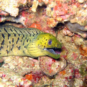 Yellow spotted eel
