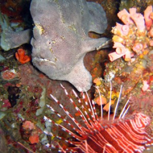 Frog fish and a Lionfish