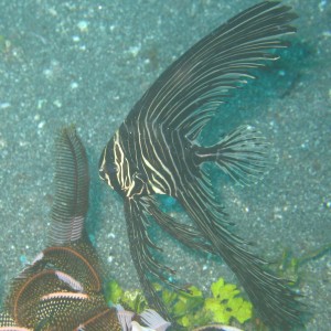 juvenile batfish