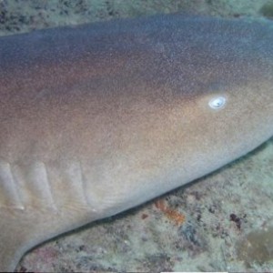 Florida 2005 - shark
