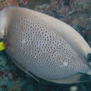 Florida 2005 - angelfish