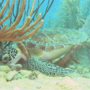 Florida 2005 - turtle