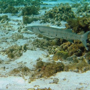 Barracuda at Sorobon  in Bonaire