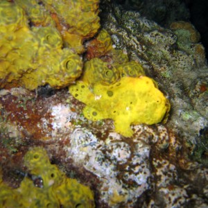 Frogfish in Bonaire