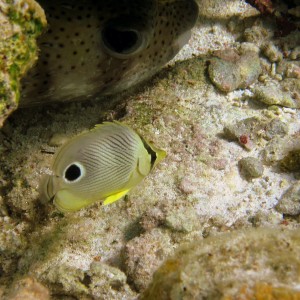 Juv. Four Eyed butterfly fish in Bonaire