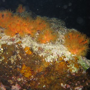 Orange Coral Polyps at night in Bonaire