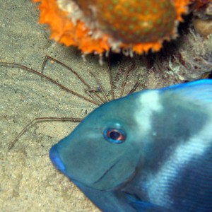 Blue Tang at night in Bonaire