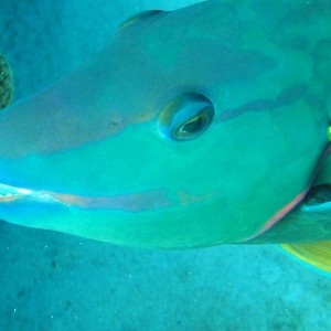 Stoplight Parrotfish in Bonaire