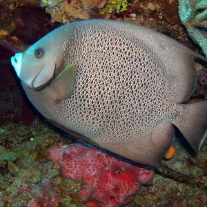 Cozumel Mexico, Palancar Reef