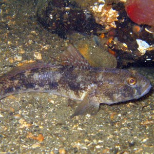 goby1