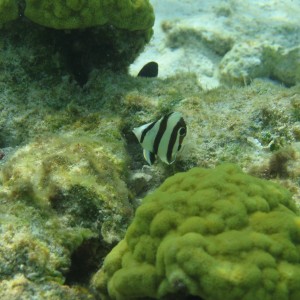 Juv. Banded Butterfly fish