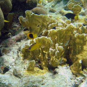Juv. fish in Bonaire