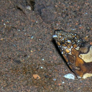 Conger Snake Eel