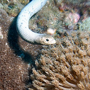 Sea snake at the Yongala, head on