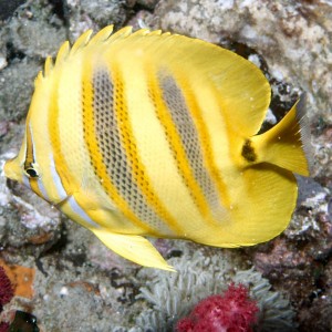 Yellow butterfly fish on the Yongala
